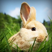 /album/mobile-mechanic-austin/photolia-a03-jpg/